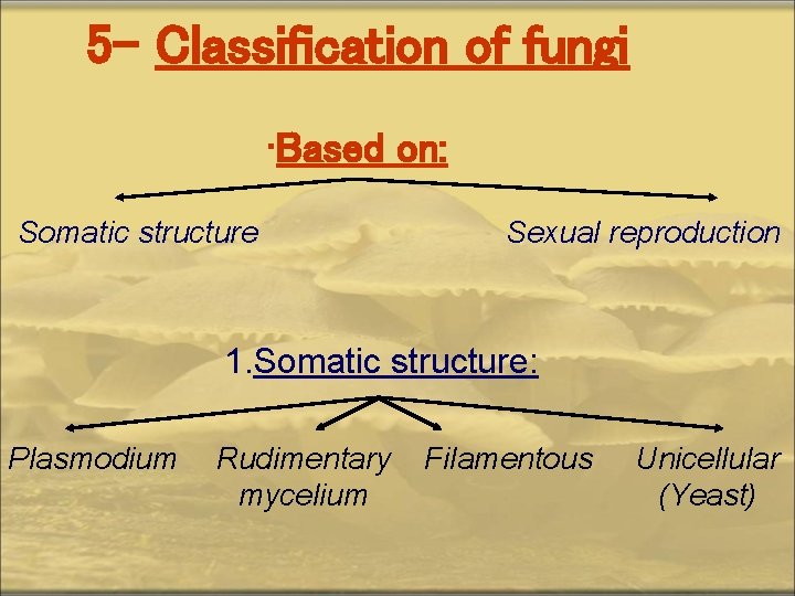 5 - Classification of fungi • Based on: Somatic structure Sexual reproduction 1. Somatic