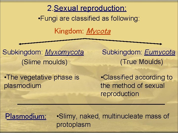 2. Sexual reproduction: • Fungi are classified as following: Kingdom: Mycota Subkingdom: Myxomycota (Slime