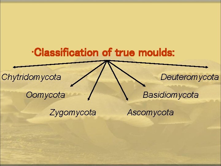  • Classification of true moulds: Chytridomycota Oomycota Zygomycota Deuteromycota Basidiomycota Ascomycota 