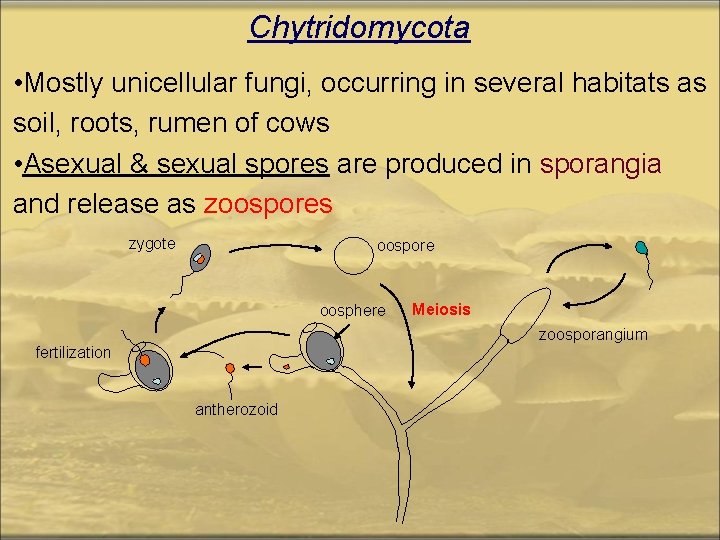 Chytridomycota • Mostly unicellular fungi, occurring in several habitats as soil, roots, rumen of