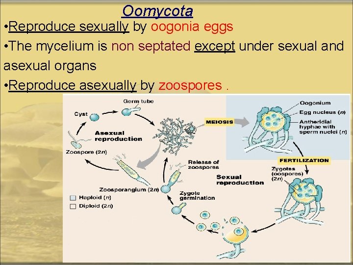 Oomycota • Reproduce sexually by oogonia eggs • The mycelium is non septated except