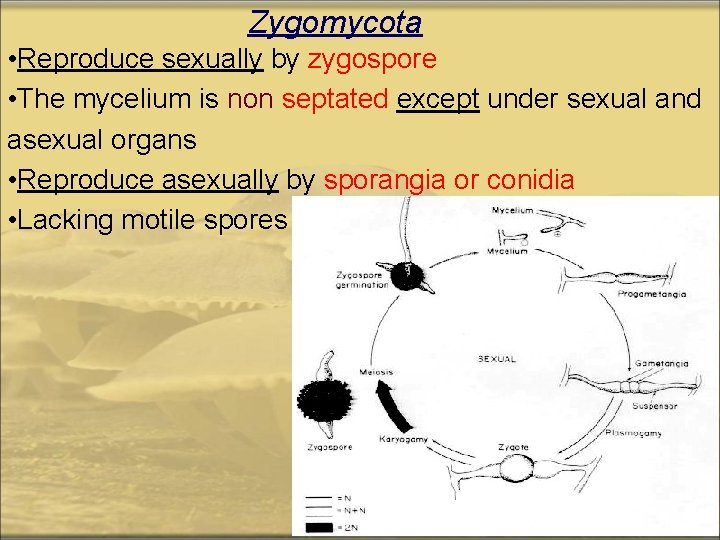 Zygomycota • Reproduce sexually by zygospore • The mycelium is non septated except under