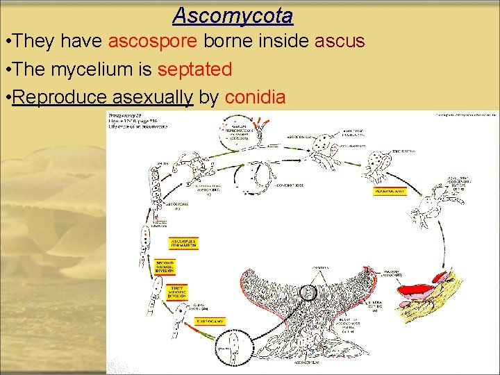 Ascomycota • They have ascospore borne inside ascus • The mycelium is septated •