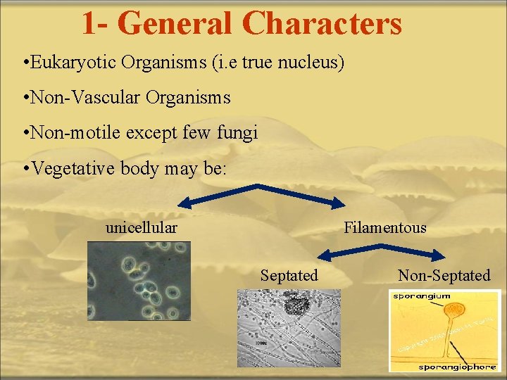 1 - General Characters • Eukaryotic Organisms (i. e true nucleus) • Non-Vascular Organisms