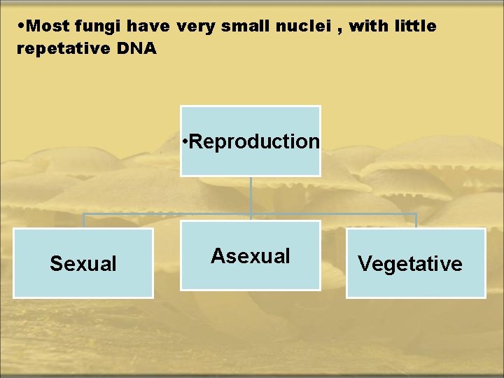  • Most fungi have very small nuclei , with little repetative DNA •