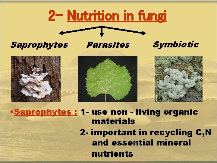 2 - Nutrition in fungi Saprophytes Parasites Symbiotic • Saprophytes : 1 - use