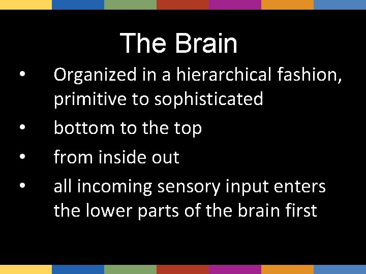 The Brain • • ma Organized in a hierarchical fashion, primitive to sophisticated bottom