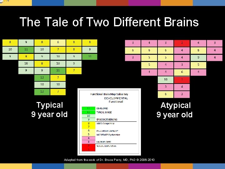 The Tale of Two Different Brains Typical 9 year old Adapted from the work