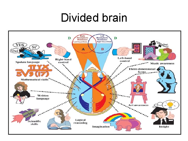 Divided brain 