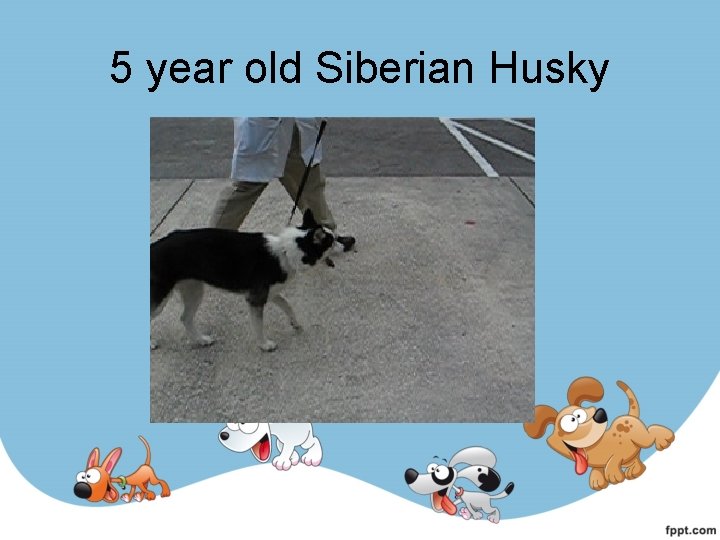 5 year old Siberian Husky 