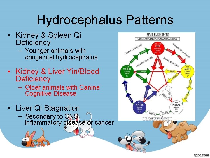 Hydrocephalus Patterns • Kidney & Spleen Qi Deficiency – Younger animals with congenital hydrocephalus