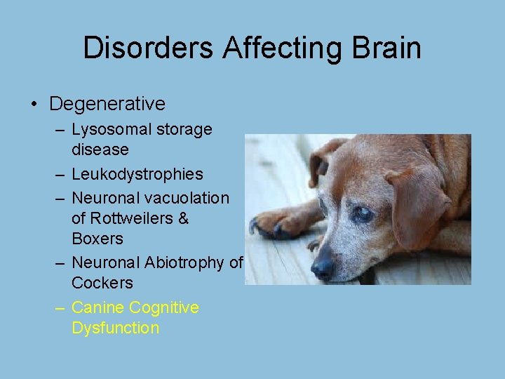 Disorders Affecting Brain • Degenerative – Lysosomal storage disease – Leukodystrophies – Neuronal vacuolation