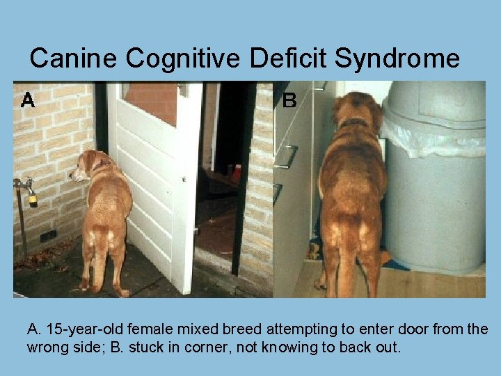 Canine Cognitive Deficit Syndrome A. 15 -year-old female mixed breed attempting to enter door