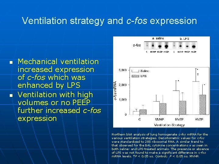 Ventilation strategy and c-fos expression n n Mechanical ventilation increased expression of c-fos which