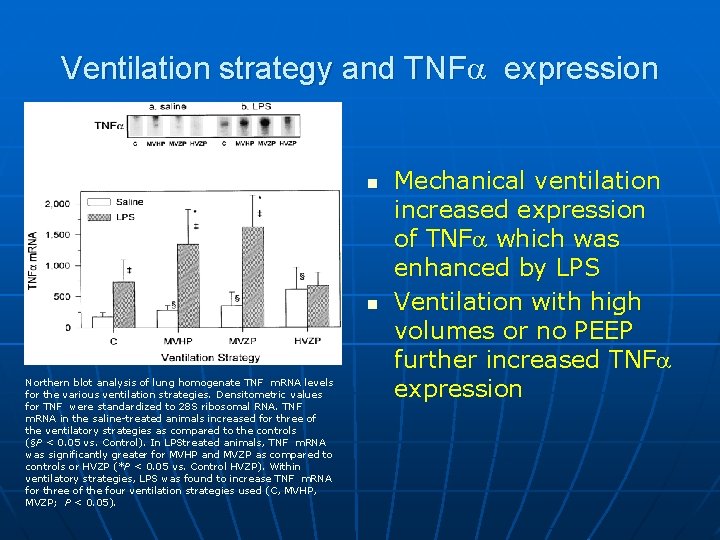 Ventilation strategy and TNFa expression n n Northern blot analysis of lung homogenate TNF