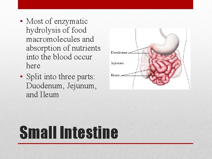  • Most of enzymatic hydrolysis of food macromolecules and absorption of nutrients into