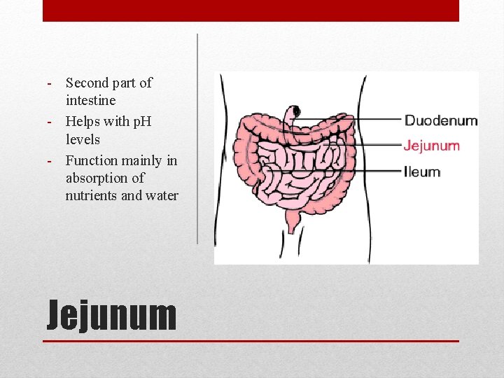 - Second part of intestine - Helps with p. H levels - Function mainly