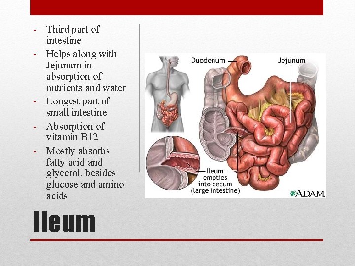 - Third part of intestine - Helps along with Jejunum in absorption of nutrients