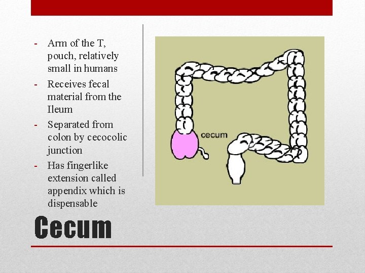 - Arm of the T, pouch, relatively small in humans - Receives fecal material