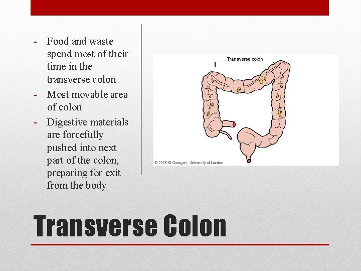 - Food and waste spend most of their time in the transverse colon -