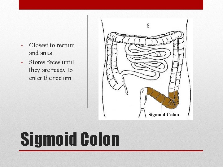 - Closest to rectum and anus - Stores feces until they are ready to