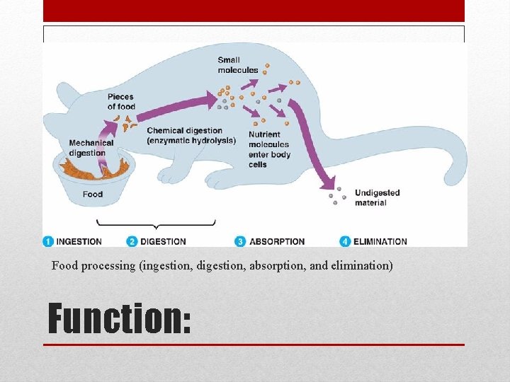 Food processing (ingestion, digestion, absorption, and elimination) Function: 