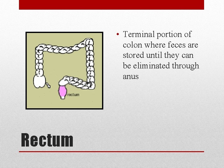  • Terminal portion of colon where feces are stored until they can be