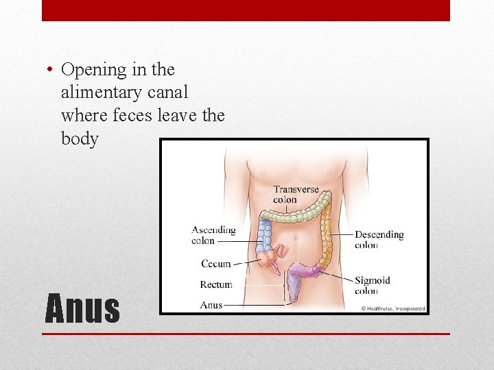  • Opening in the alimentary canal where feces leave the body Anus 