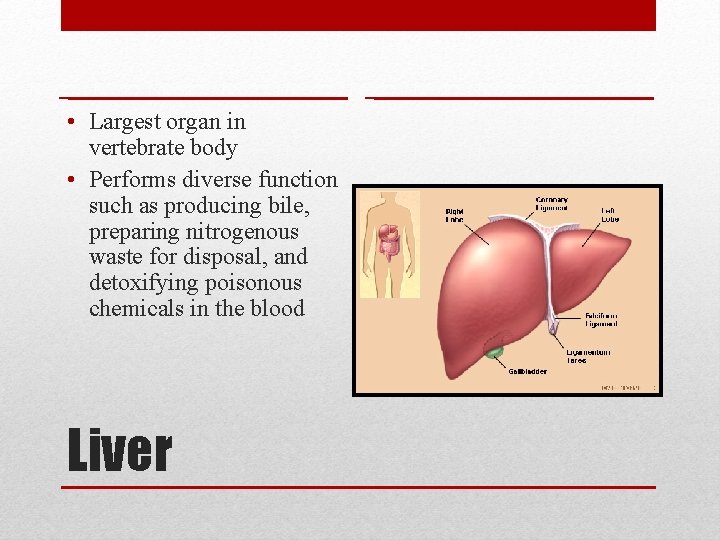  • Largest organ in vertebrate body • Performs diverse function such as producing