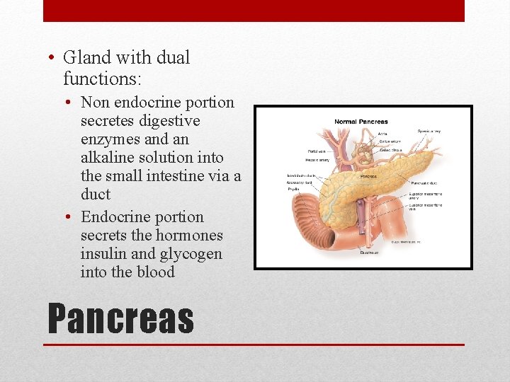  • Gland with dual functions: • Non endocrine portion secretes digestive enzymes and
