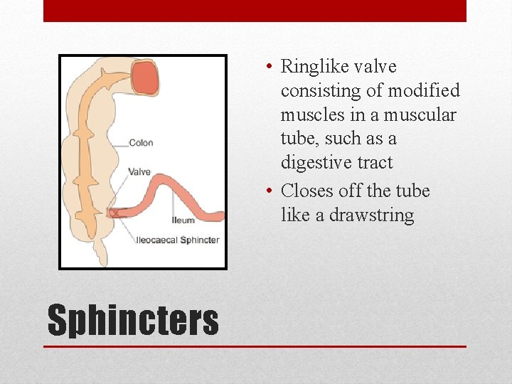  • Ringlike valve consisting of modified muscles in a muscular tube, such as