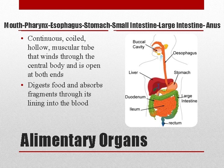 Mouth-Pharynx-Esophagus-Stomach-Small Intestine-Large Intestine- Anus • Continuous, coiled, hollow, muscular tube that winds through the