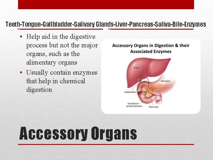 Teeth-Tongue-Gallbladder-Salivary Glands-Liver-Pancreas-Saliva-Bile-Enzymes • Help aid in the digestive process but not the major organs,