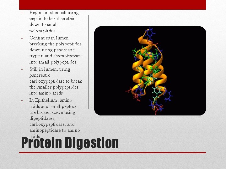 - - Begins in stomach using pepsin to break proteins down to small polypeptides