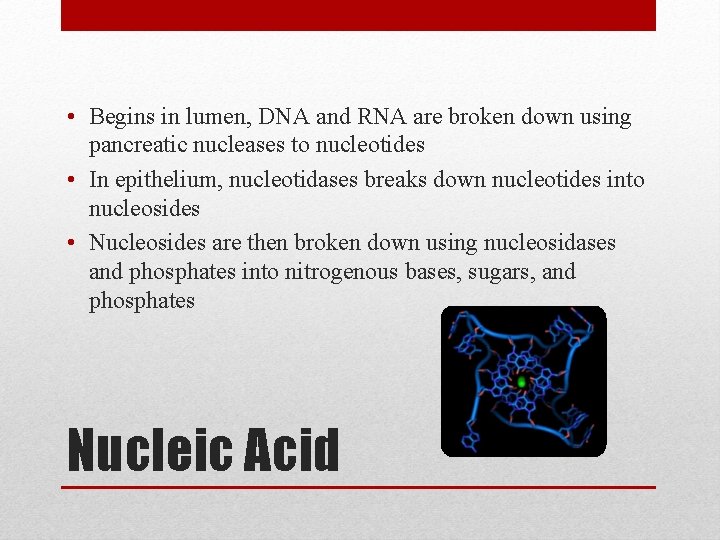  • Begins in lumen, DNA and RNA are broken down using pancreatic nucleases