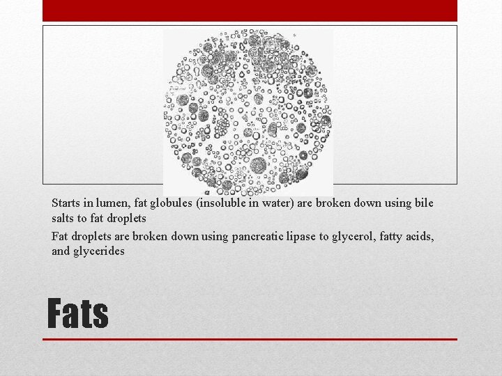 Starts in lumen, fat globules (insoluble in water) are broken down using bile salts