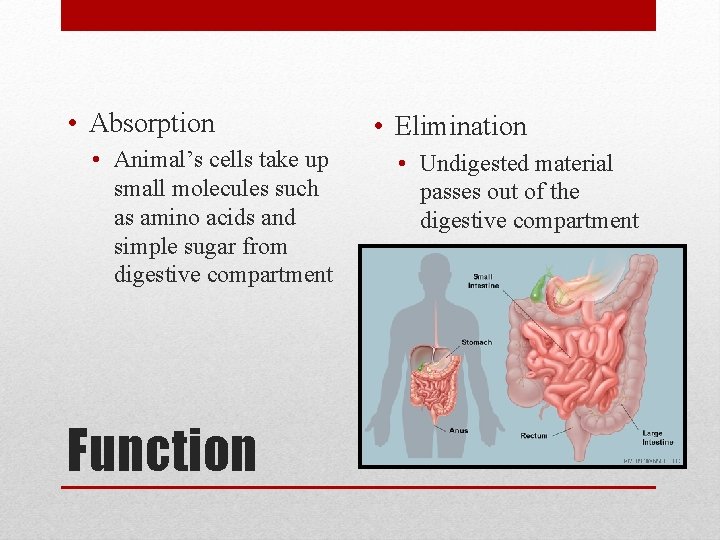  • Absorption • Animal’s cells take up small molecules such as amino acids