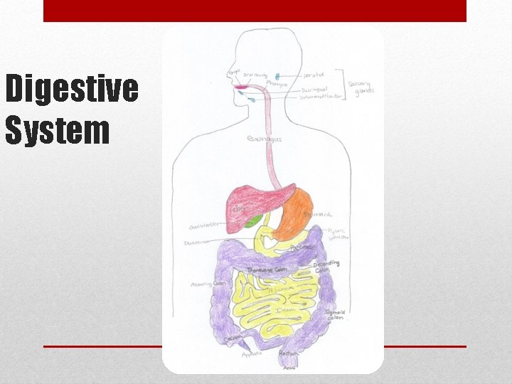 Digestive System 