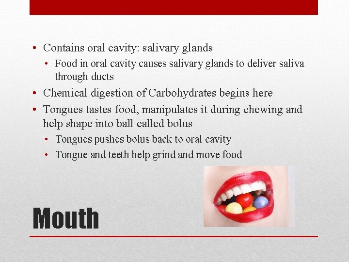  • Contains oral cavity: salivary glands • Food in oral cavity causes salivary