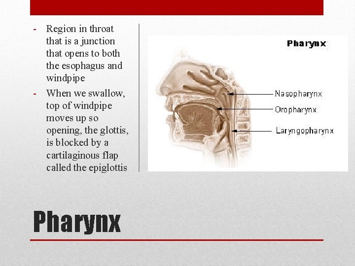 - Region in throat that is a junction that opens to both the esophagus