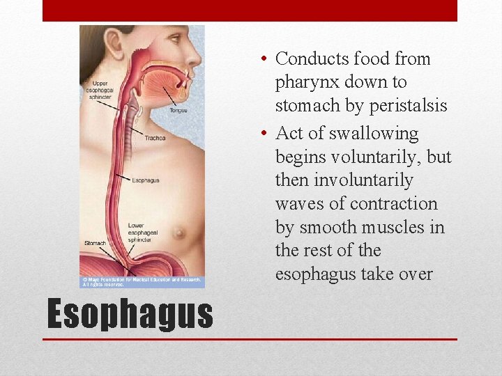  • Conducts food from pharynx down to stomach by peristalsis • Act of