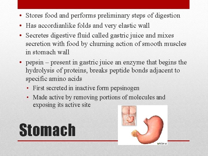  • Stores food and performs preliminary steps of digestion • Has accordianlike folds