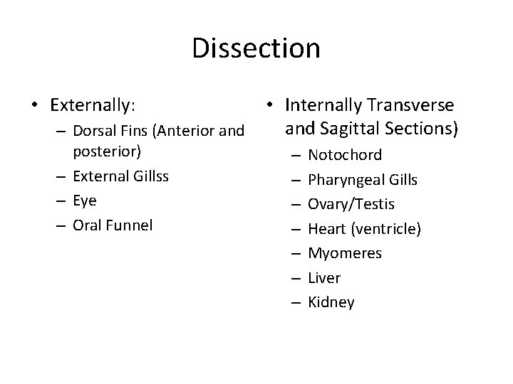 Dissection • Externally: – Dorsal Fins (Anterior and posterior) – External Gillss – Eye