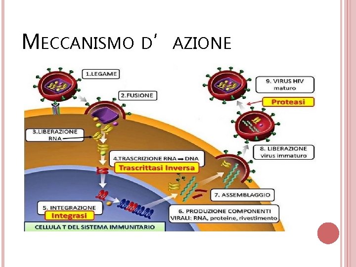 MECCANISMO D’AZIONE 