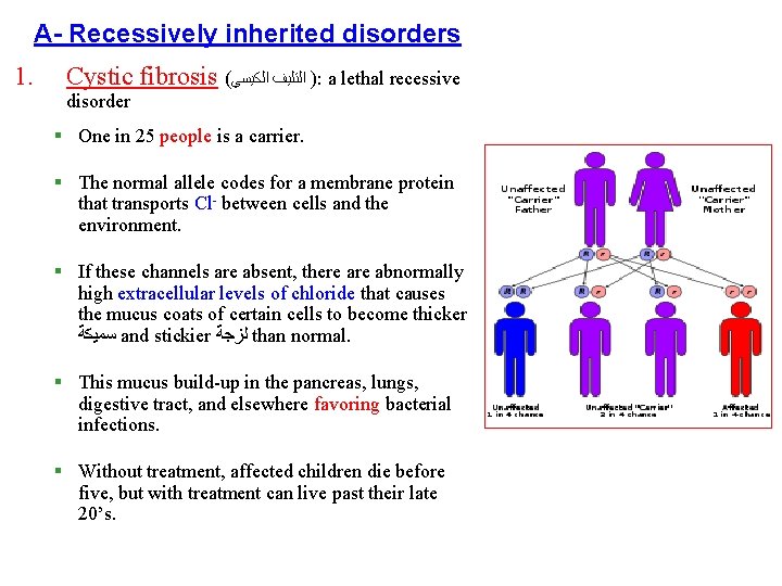 A- Recessively inherited disorders 1. Cystic fibrosis ( ) ﺍﻟﺘﻠﻴﻒ ﺍﻟﻜﻴﺴﻲ : a lethal