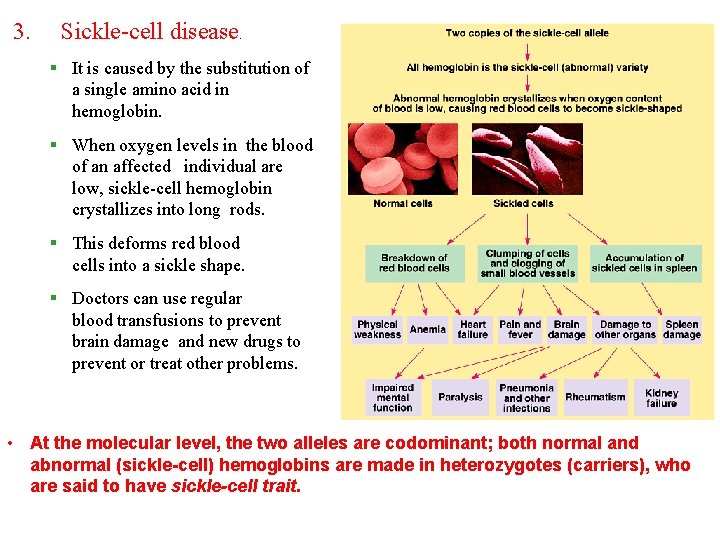 3. Sickle-cell disease. § It is caused by the substitution of a single amino
