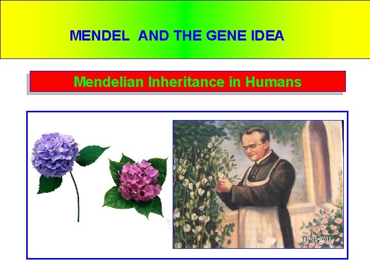MENDEL AND THE GENE IDEA Mendelian Inheritance in Humans 