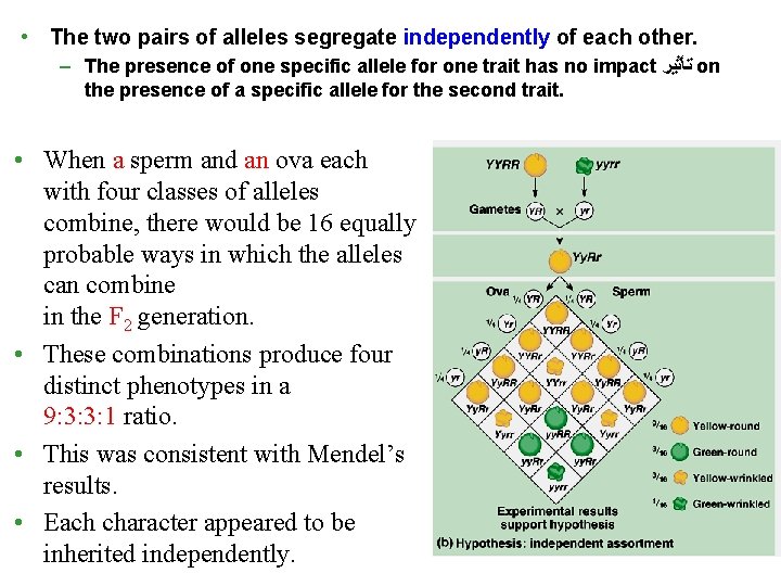  • The two pairs of alleles segregate independently of each other. – The