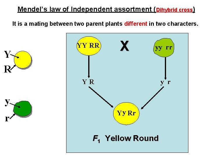 Mendel’s law of Independent assortment (Dihybrid cross) It is a mating between two parent