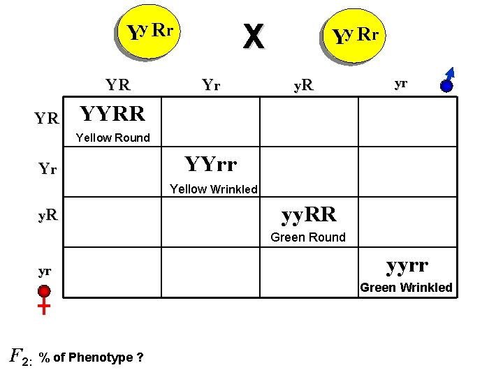 X Yy Rr YR YR Yr Yy Rr y. R yr YYRR Yellow Round